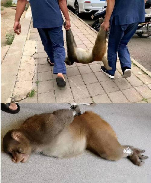 管家婆正版管家和车钥匙逗猴被猴抢走与猴子车钥匙