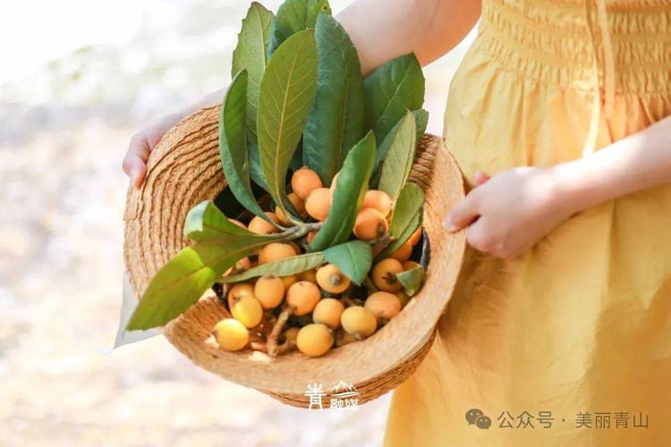 新奥最精免费大全管家婆和老人上树摘枇杷被困与爬树摘枇杷