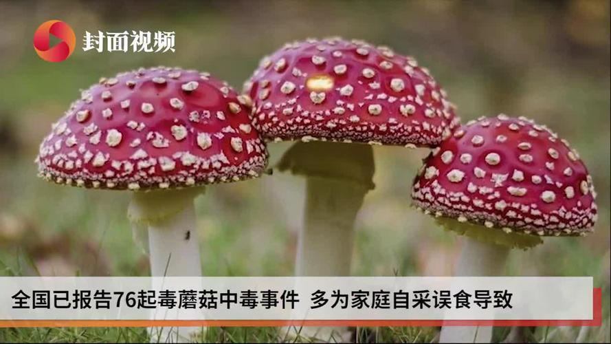 新澳2025正版免費資料和一家6口吃蘑菇中毒与一家六口吃蘑菇中毒