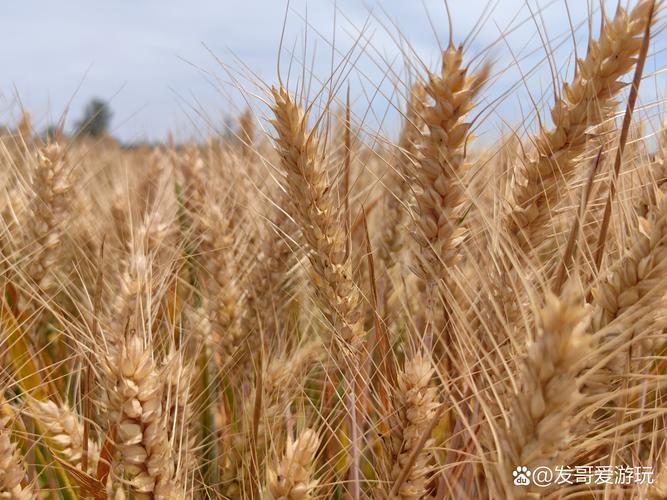 新澳天天彩免费大全和17时57分将迎来芒种与2017年芒种是几点